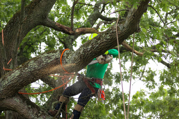 Kurtistown, HI Tree Services Company